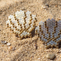 Gold Seashell